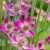 Anemone multifida Annabell Deep Rose - szeldelt levelű szellőrózsa