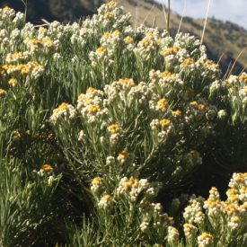   Anaphalis triplinervis Schwefellicht - ezüstös gyöngykosárka