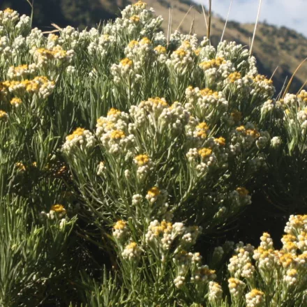 Anaphalis triplinervis Schwefellicht - ezüstös gyöngykosárka