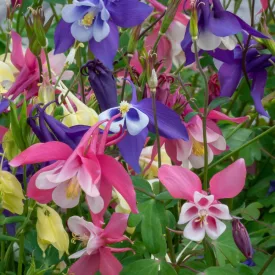 Aquilegia caerulea Biedermeier Mix - harangláb