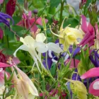 Aquilegia caerulea Biedermeier Mix - harangláb
