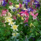 Aquilegia caerulea Biedermeier Mix - harangláb