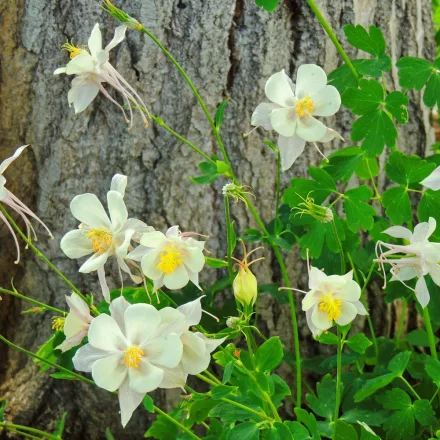 Aquilegia caerulea White - harangláb