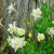 Aquilegia caerulea White - harangláb