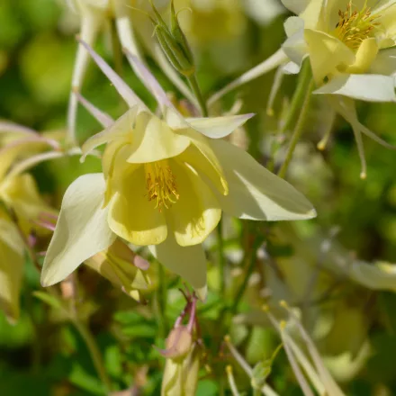Aquilegia caerulea Yellow - harangláb
