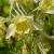 Aquilegia caerulea Yellow - harangláb