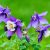Aquilegia caerulea Navy and White - harangláb kék és fehér