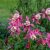 Aquilegia caerulea Rose and Ivory - harangláb