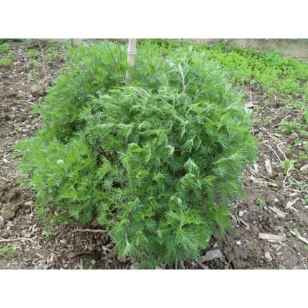 Artemisia abrotanum Cola - kóla üröm