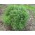 Artemisia abrotanum Cola - kóla üröm
