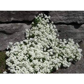Arabis caucasica Little Treasure - kaukázusi ikravirág