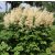 Aruncus dioicus - erdei tündérfürt