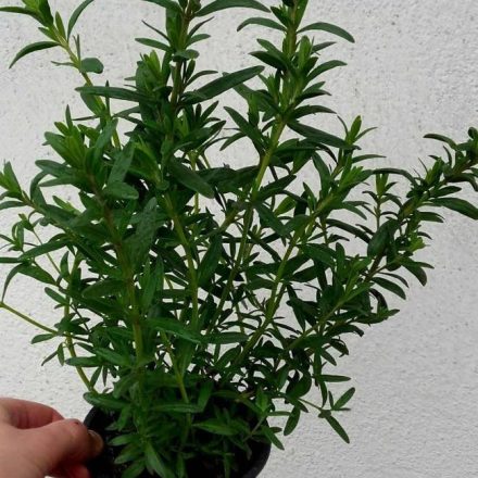 Artemisia dracunculus Franch Dragon- francia tárkony