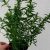 Artemisia dracunculus Franch Dragon - francia tárkony