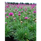 Armeria maritima Rose - pázsitszegfű, sötét rózsaszín 