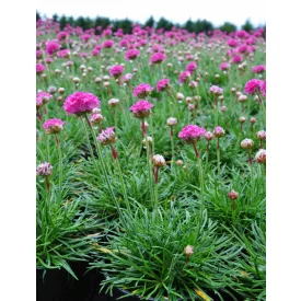 Armeria maritima Rose - pázsitszegfű, sötét rózsaszín 