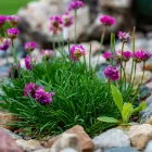 Armeria maritima Rose - pázsitszegfű, sötét rózsaszín 