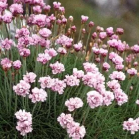 Armeria maritima Pink - pázsitszegfű, rózsaszín