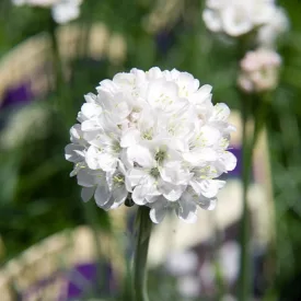 Armeria  maritima White - pázsitszegfű