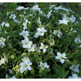 Arenaria montana - hegyi homokhúr