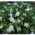 Arenaria montana - hegyi homokhúr