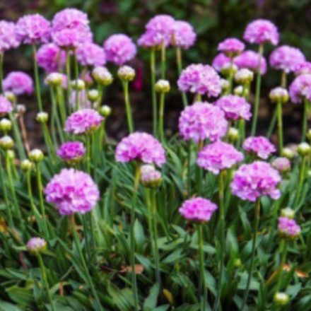 Armeria pseudoarmeria Ballerina Lilac - széleslevelű pázsitszegfű lila