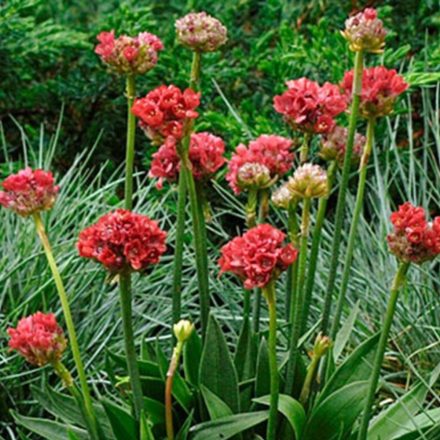 Armeria pseudoarmeria Ballerina Red - széleslevelű pázsitszegfű