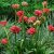 Armeria pseudoarmeria Ballerina Red - széleslevelű pázsitszegfű