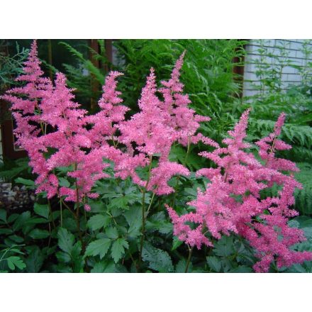 Astilbe  Rheinland- kerti tollbuga