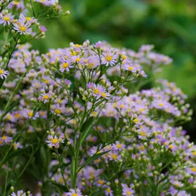 Aster ageratoides Stardust - ázsiai őszirózsa