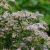 Aster ageratoides Stardust - ázsiai őszirózsa