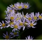 Aster ageratoides Stardust - ázsiai őszirózsa