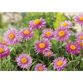 Aster alpinus Happy End - havasi őszirózsa