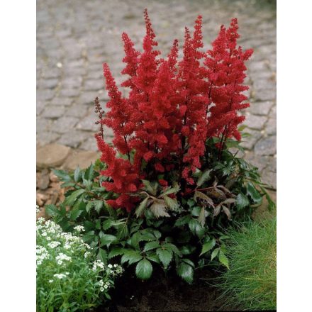 Astilbe Fanal- kerti tollbuga