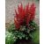 Astilbe Fanal- kerti tollbuga
