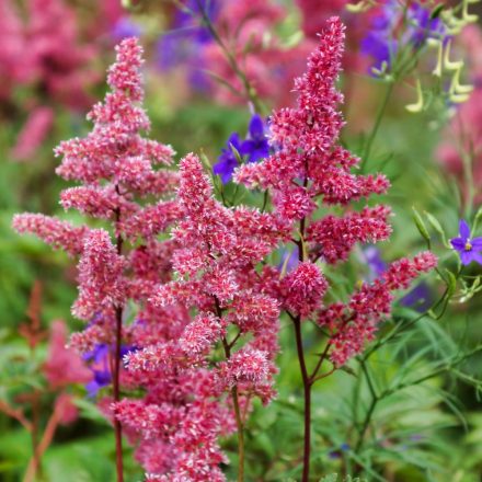 Astilbe  Granat - kerti tollbuga
