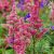 Astilbe  Granat - kerti tollbuga