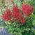 Astilbe  Glut- kerti tollbuga