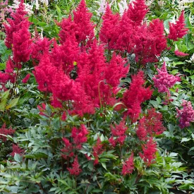 Astilbe  Montgomery - kerti tollbuga