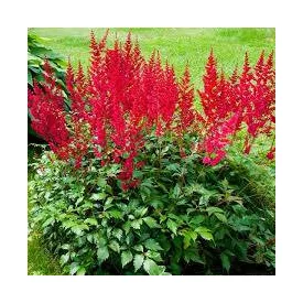 Astilbe Spinell - kerti tollbuga