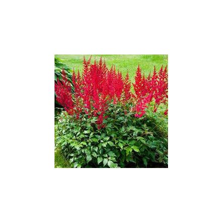Astilbe Spinell - kerti tollbuga