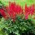 Astilbe Spinell - kerti tollbuga
