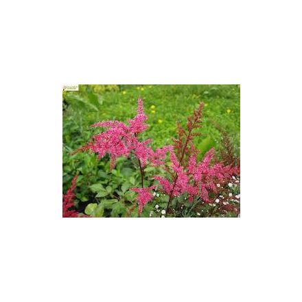 Astilbe  Astary Rose- kerti tollbuga