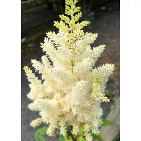 Astilbe Astary White - kerti tollbuga