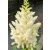 Astilbe Astary White - kerti tollbuga