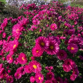 Aster dumosus Jenny - törpe őszirózsa