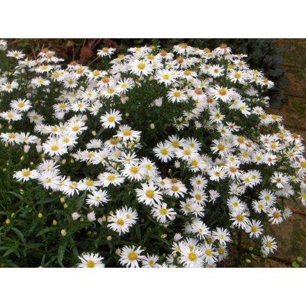 Aster dumosus Kristina - törpe őszirózsa