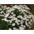 Aster dumosus Kristina - törpe őszirózsa