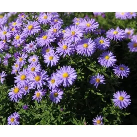 Aster dumosus Lady in Blue - törpe őszirózsa