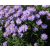 Aster dumosus Lady in Blue - törpe őszirózsa